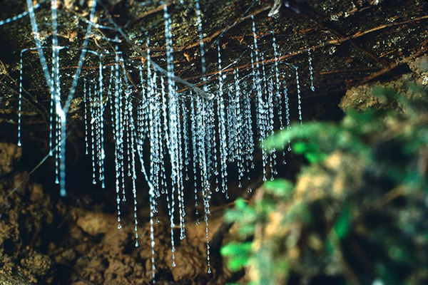 A picture of glowworms; not my own http://assets.atlasobscura.com/media/BAhbCVsHOgZmSSImdXBsb2Fkcy9wbGFjZV9pbWFnZXMvZ2xvd1dvcm0uanBnBjoGRVRbCDoGcDoKdGh1bWJJIgp4NDAwPgY7BlRbBzsHOgpzdHJpcFsJOwc6DGNvbnZlcnRJIhAtcXVhbGl0eSA5MQY7BlQw/image.jpg